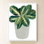 «Prayer Plant II» par Sundance, impression sur toile-741110532-741110577-741110586