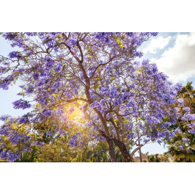 " Jacaranda Tree "