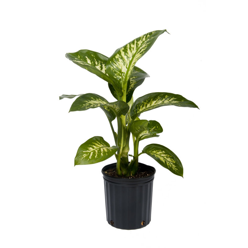 Dumb Cane in Nursery Pot
