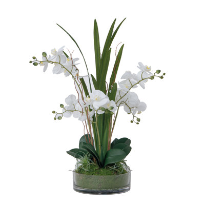 29.5" White Orchid Arrangement in a Glass Vase| Real Touch White Moth Phalaenopsis Orchids by Fiori Sempre