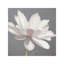 Vintage Lotus On Grey I - Wrapped Canvas Painting-1355921522