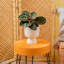 Calathea in Ceramic Planter