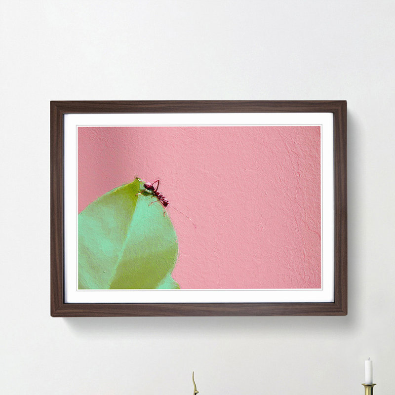 Red Ant - Picture Frame Photograph Print, 48cm H x 65cm W x 2cm D, Walnut Framed