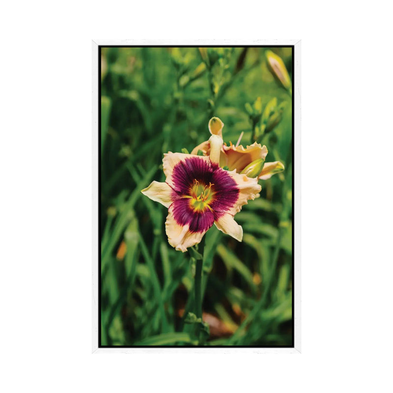 Daylily Garden V by Bethany Young - Print on Canvas, White Framed, 101.6cm H x 66.04cm W x 3.81cm D