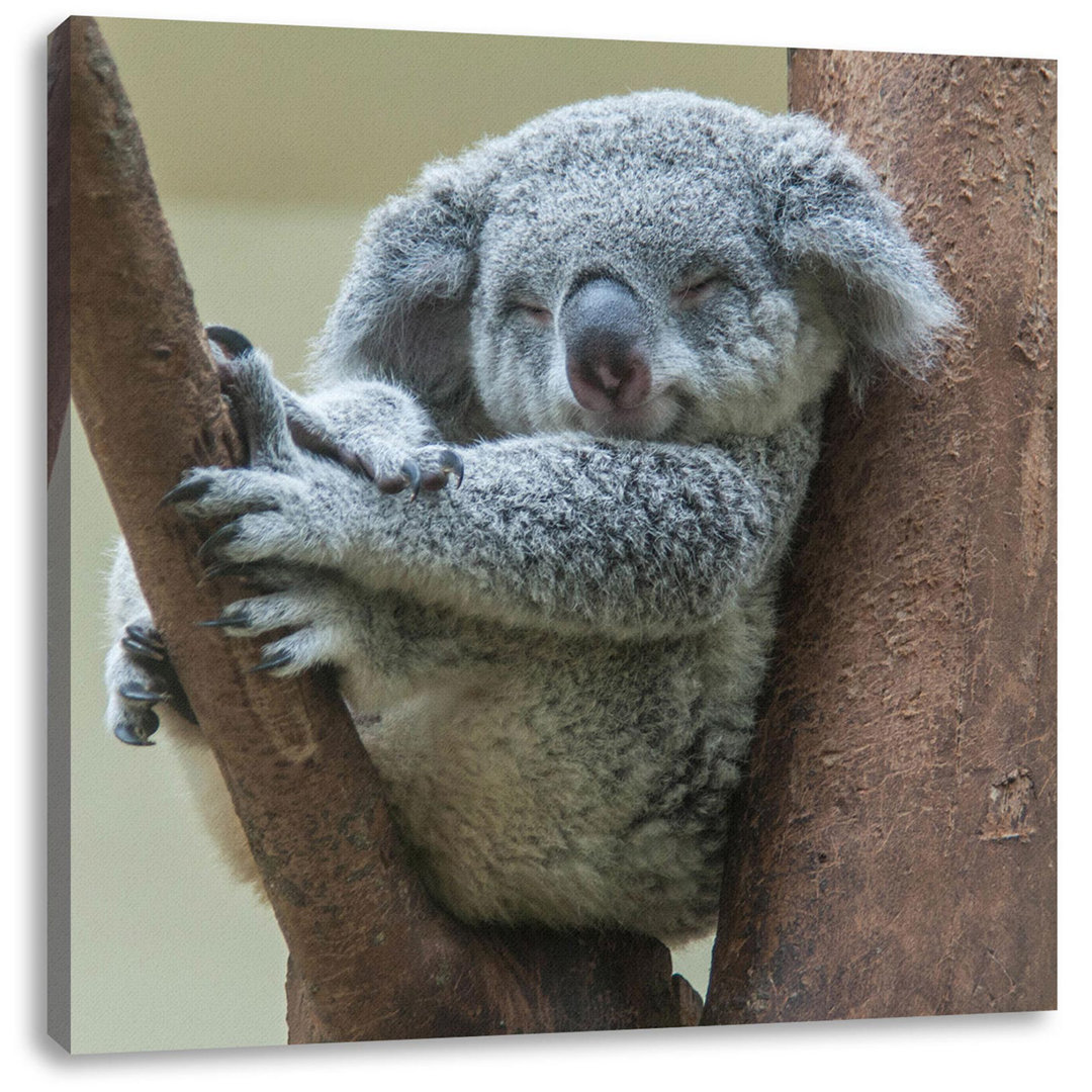 Leinwandbild Sleeping Koala in Tree