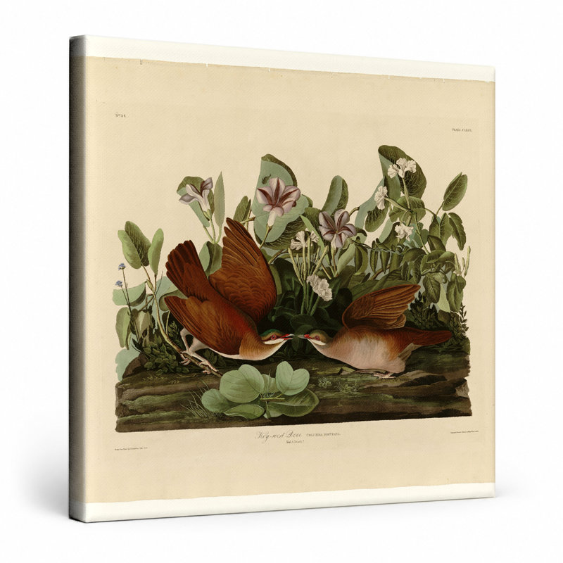 Key West Dove (plaque CLXVII) - art mural carré sur toile
