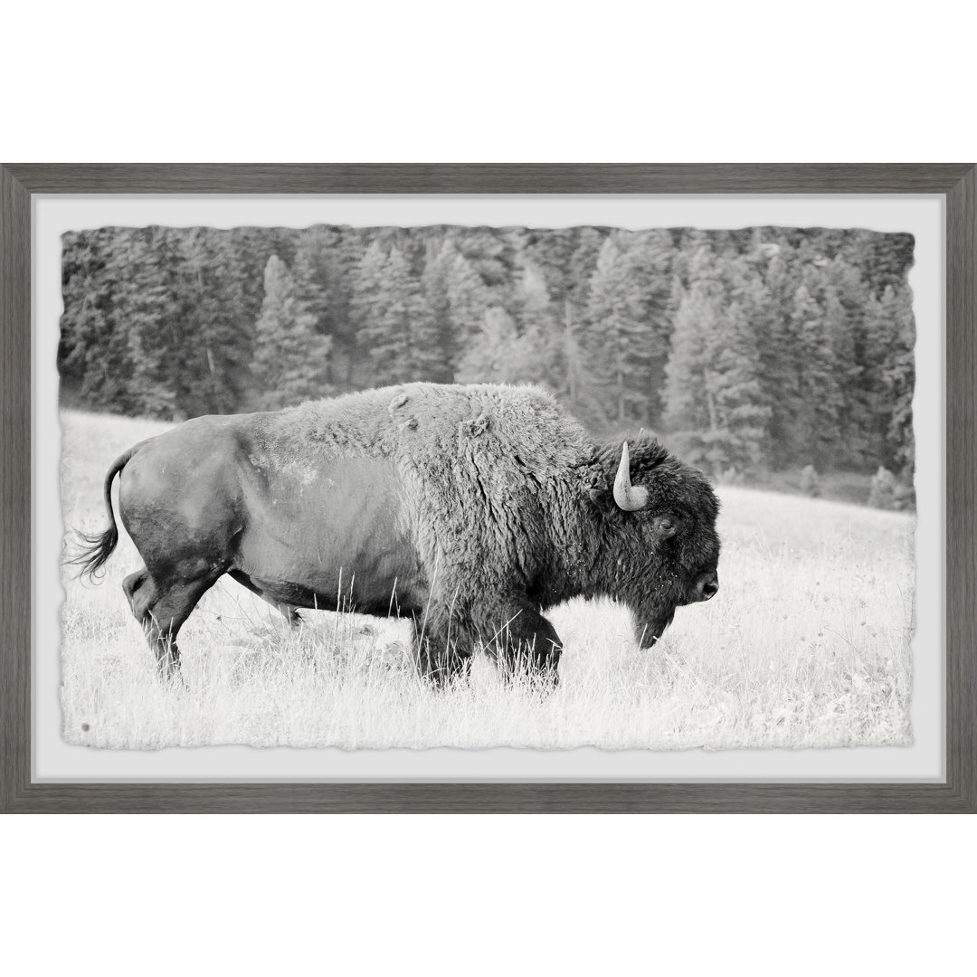 'Buffalo Grazing' Framed Photograph