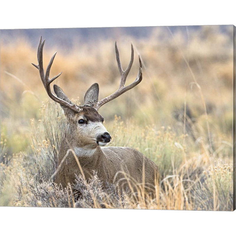 «Mule Deer Buck» par Larry Mcferrin, art mural sur toile