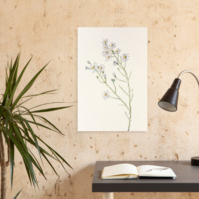 Pinster Aster de North American Wildflowers par Mary Vaux Walcott. Art mural contemporain