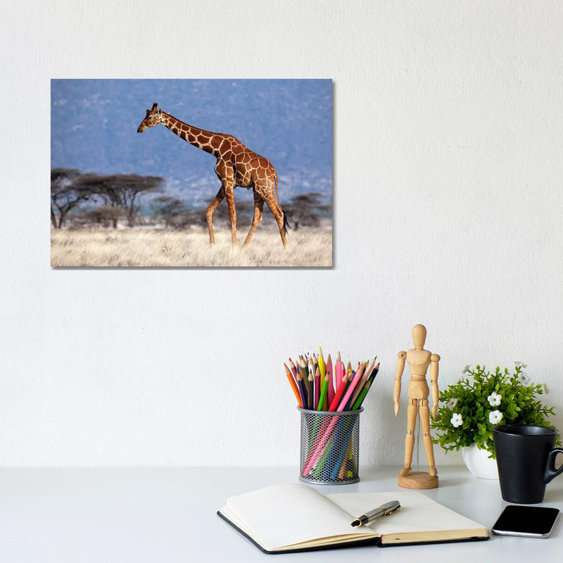 Giraffe Reticulated Male Kenya - Wrapped Canvas Print, 20.32 cm H x 30.48 cm W