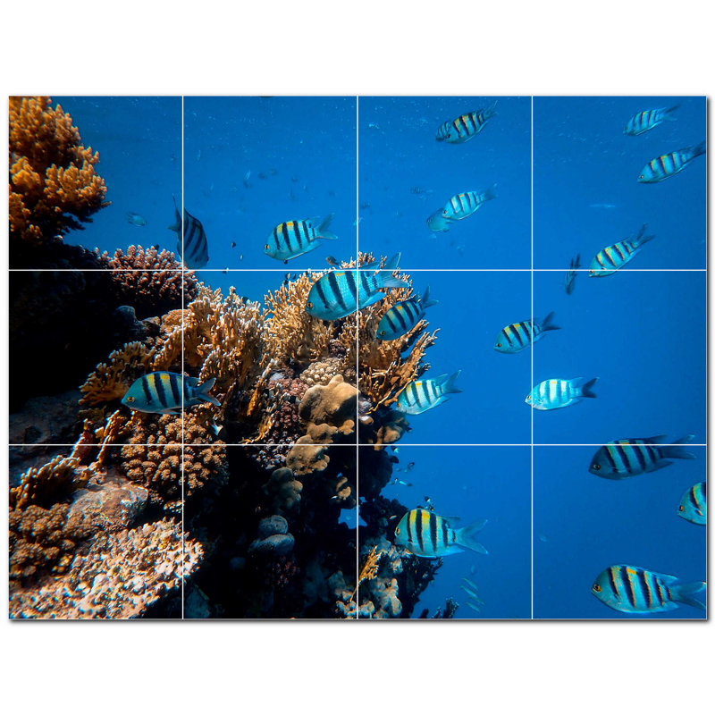 Corail photo 6 x 6