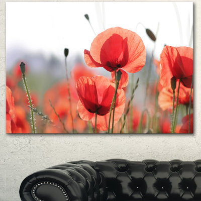 " Soft Poppy Flowers Petals View "