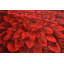 Tapis d'intérieur en polypropylène tissé à la machine à effet de rose 3D Andreoni-1510909600