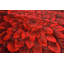 Tapis d'intérieur en polypropylène tissé à la machine à effet de rose 3D Andreoni-1510909601