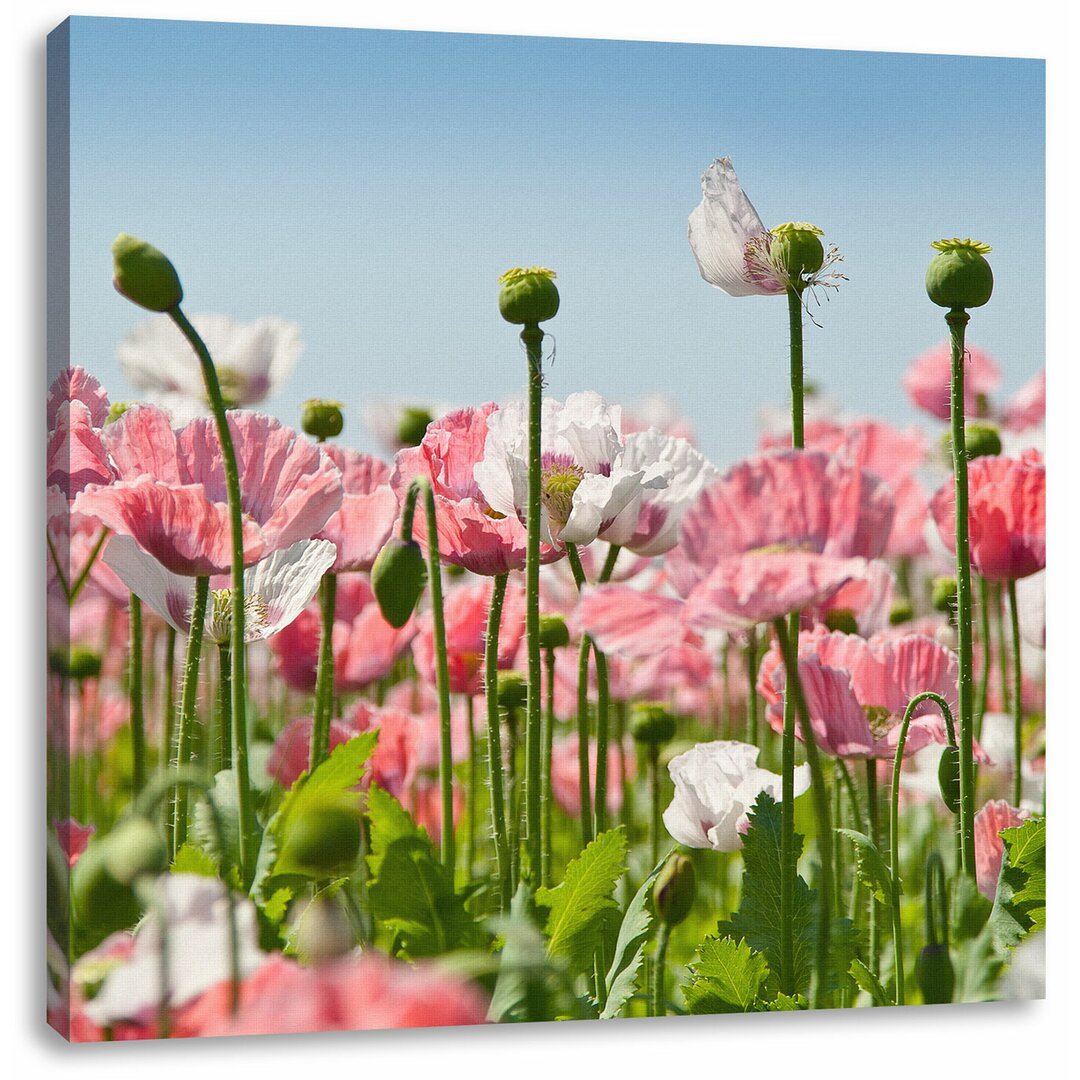 Leinwandbild Blumenwiese Mohnblumen