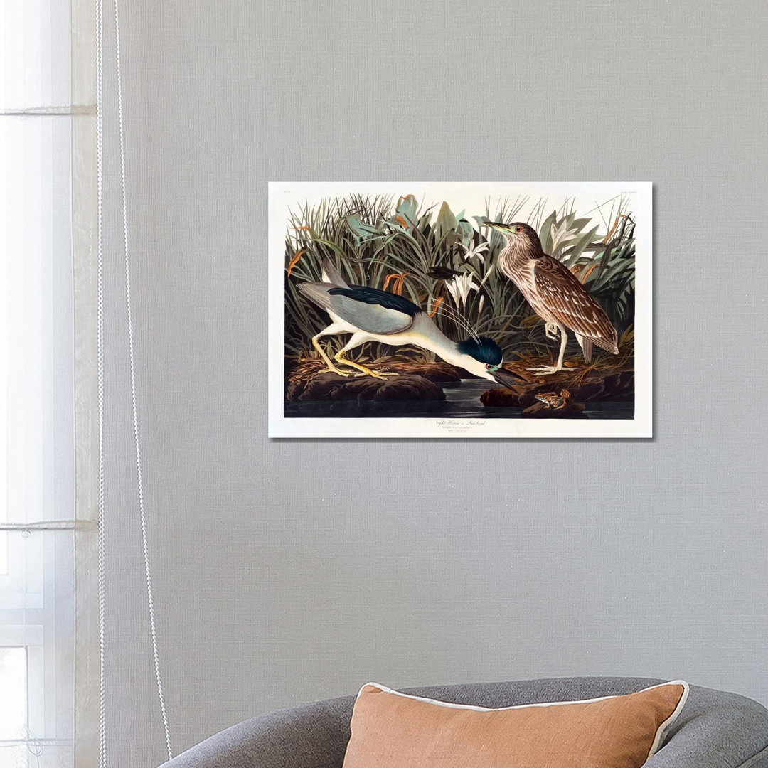 Black-crowned Night Heron Or Qua Bird by John James Audubon - Wrapped Canvas Gallery-Wrapped Canvas Giclée