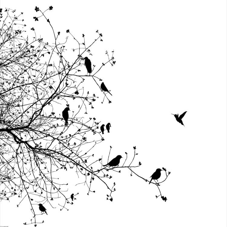 «Birds I», impression sur toile, H 12 po x l 12 po x p 0,75 po, Toile tendue, Pas de tapis