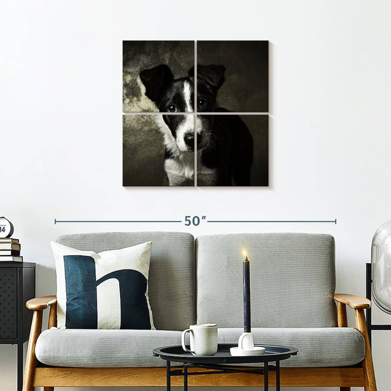 Chiot Border Collie de Brampt