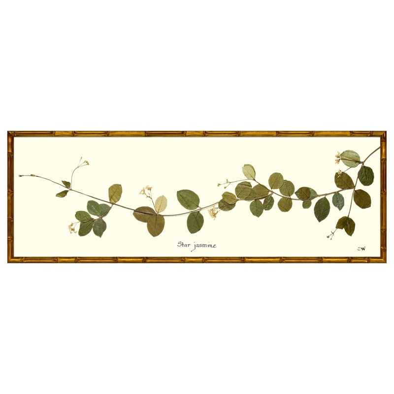 Star Jasmine Vine Print by Sandy Whitaker, 14" H x 41" W, Walnut