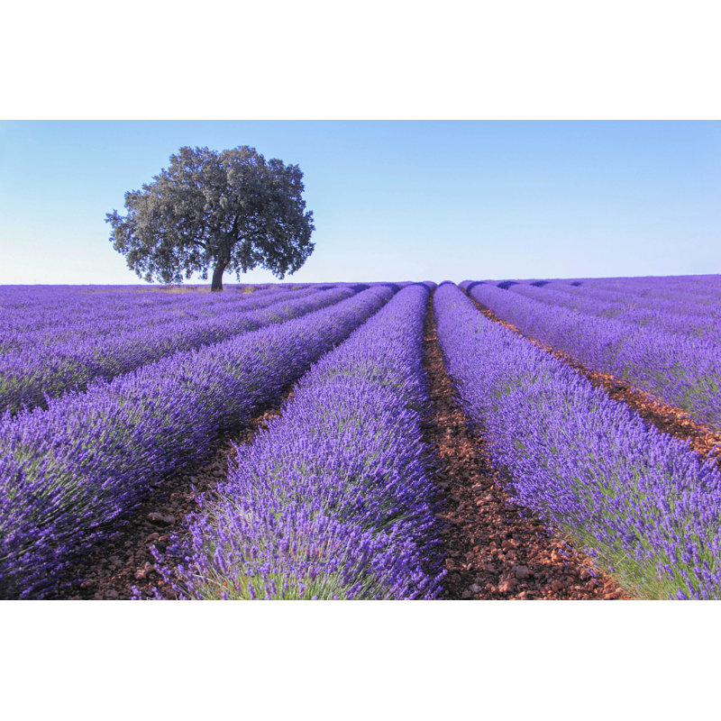 Lavender Fields - Photographie sur toile tendue, H 8 po x l 12 po