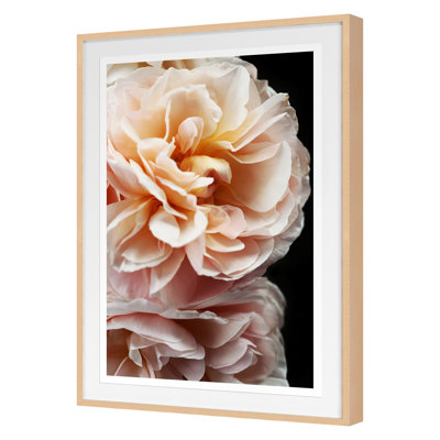 Floribunda II Print by Alicia Bock