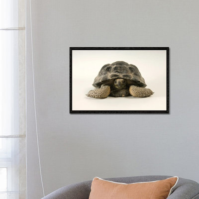 A Volcan Darwin Giant Tortoise At Omaha's Henry Doorly Zoo And Aquarium by Joel Sartore - Gallery-Wrapped Canvas Giclée on Canvas