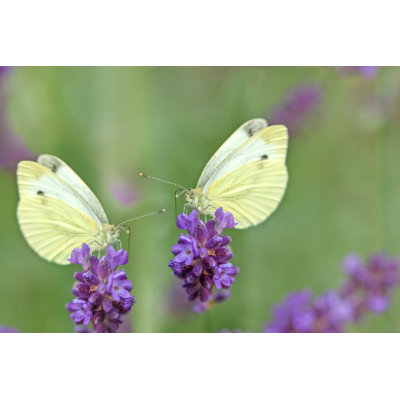 Castana Butterflies On Lavender - Wrapped Canvas Print