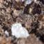 Adamite et calcite sur limonite. Mapami, Mexique