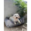 Theodis Pet Bed-1062753890-1062753891-1062753895