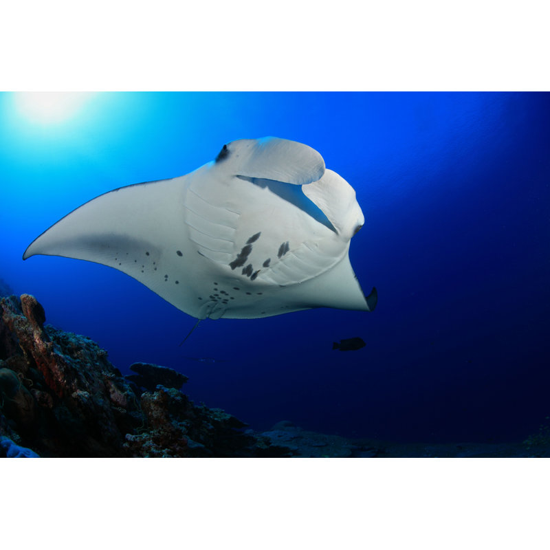 " Giant Manta Ray " by Subaquapix, 8" H x 12" W  