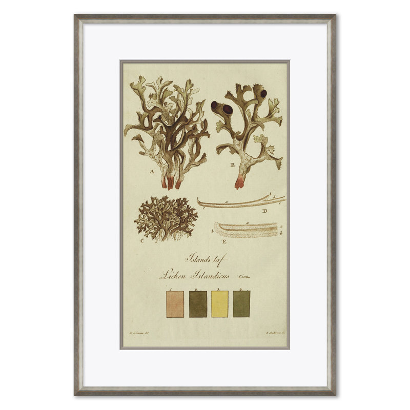 Lichen Studies, John Peter Westring, 1808 Giclee Print by Paul Cezanne