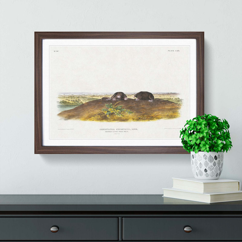 Star-Nose Moles by J.W. Audubon - Framed Print, 36cm H x 48cm W x 2cm D, Walnut Framed
