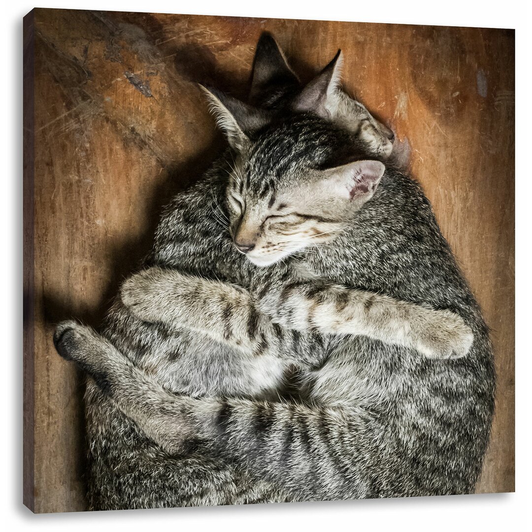 Leinwandbild Kuschelnde Katzen