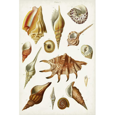 " Antique Shell Collection II "