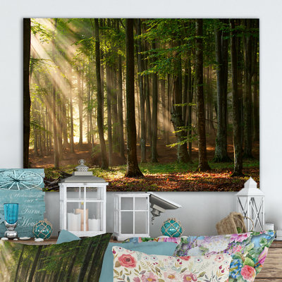 " Sunshine Through The Trees In The Woods "