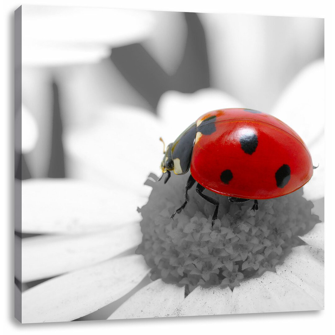 Leinwandbild Süßer Marienkäfer auf Gänseblume