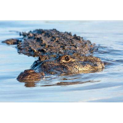 Crocodile américain