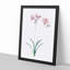 Nerine Lily Flowers by Pierre-Joseph Redoute - Picture Frame Painting Print-55577061-55577057
