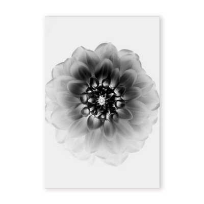 X-Ray Print by Alex Zhao