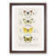 Butterfly Illustrations PL. 2 by Charles d' Orbigny - Picture Frame Graphic Art Print-55512958-55512959