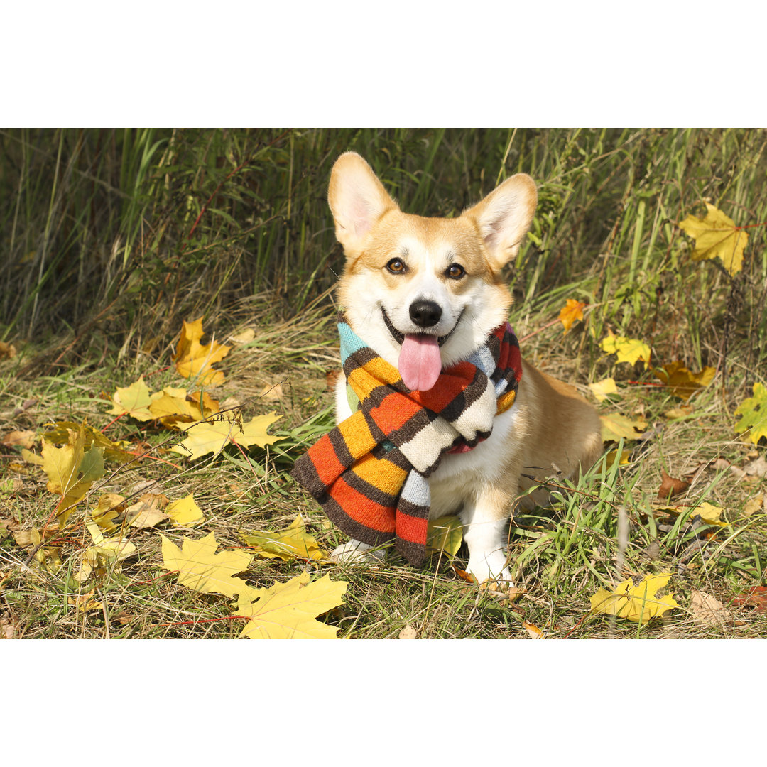 Leinwandbild Funny Welsh Corgi Pembroke Sitting in Autumn Leaves von Helena Queen