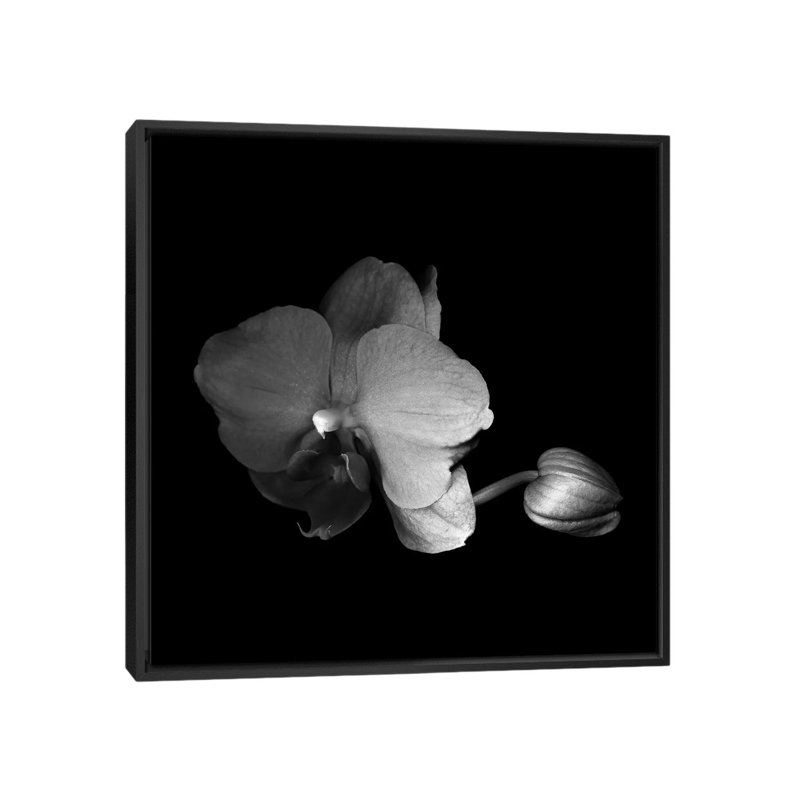 « orchidée vi, b&w » par magda indigo, reproduction d’art sur toile, H 37 po x l 37 po x P 1,5 po, Pas de tapis