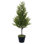 Le pin Norfolk vert en pot Holiday Aisle®.