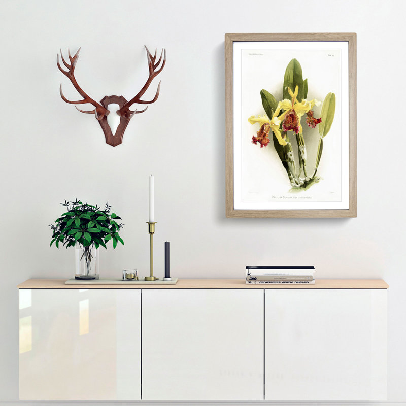 Magnolia Flowers Illustration Tab.80 by Frederick Sander - Picture Frame Art Print, 76cm H x 50cm W x 2cm D, Oak