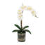 Phalaenopsis Orchid With Bamboo In Glass Vase