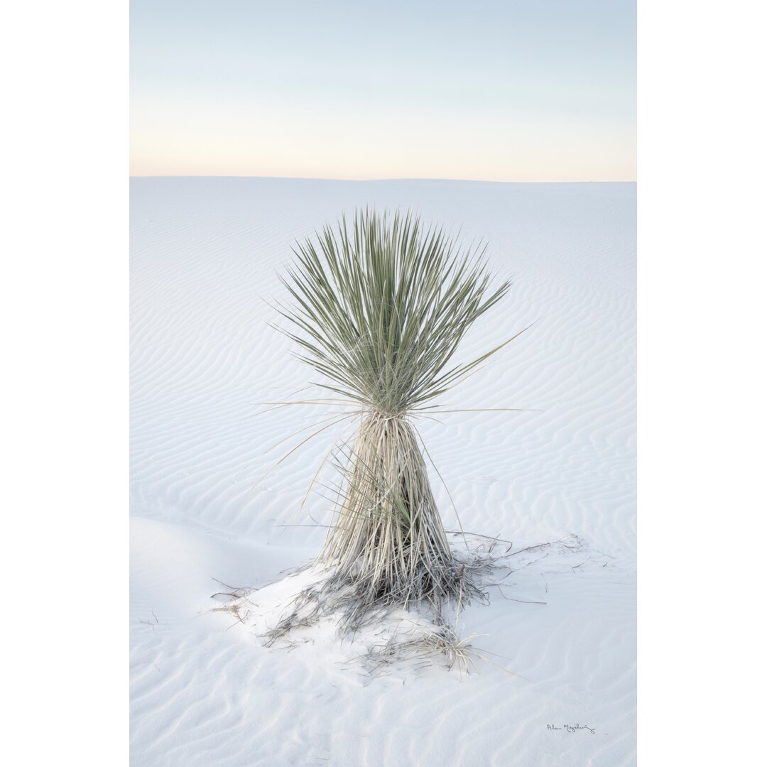 Leinwandbild Yucca In White Sands National Monument von Alan Majchrowicz