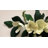 32" Magnolia Swag