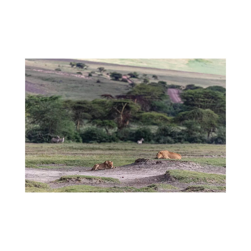 Lion Sleep by Anders Jorulf - Wrapped Canvas Gallery-Wrapped Canvas Giclée, 20.32cm H x 30.48cm W