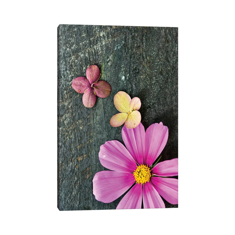 Pink Cosmos 1 Piece Wrapped Canvas Wall Art, 20.32 cm H x 30.48 cm W