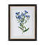 Summer Flower Framed Prints